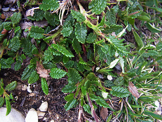 Dryas octopetala