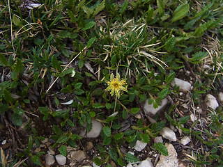 Dryas octopetala