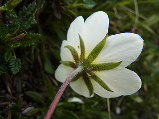 Dryas octopetala