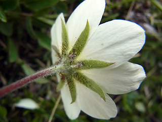 Dryas octopetala