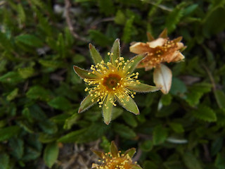 Dryas octopetala