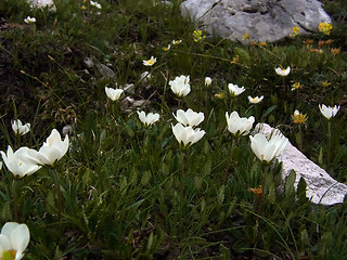 Dryas octopetala