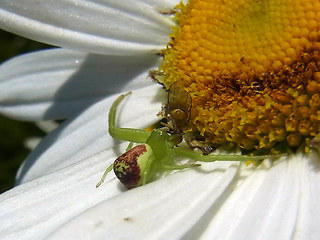 Ebrechtella tricuspidata