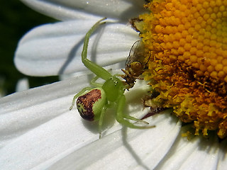 Ebrechtella tricuspidata