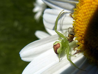 Ebrechtella tricuspidata