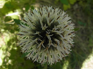 Echinops sphaerocephalus