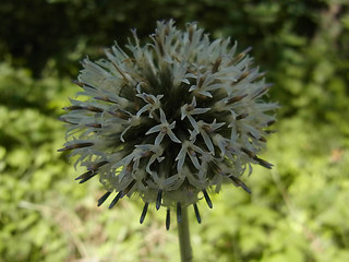 Echinops sphaerocephalus