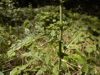 Echinops sphaerocephalus