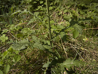 Echinops sphaerocephalus