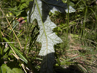 Echinops sphaerocephalus