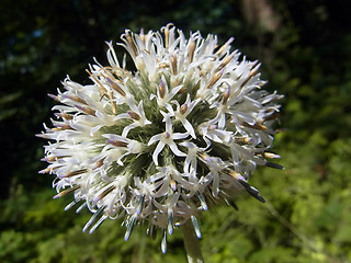 Echinops sphaerocephalus