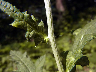 Echinops sphaerocephalus