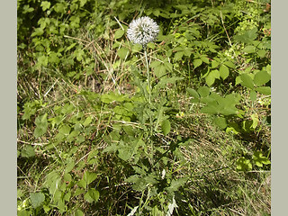 Echinops sphaerocephalus