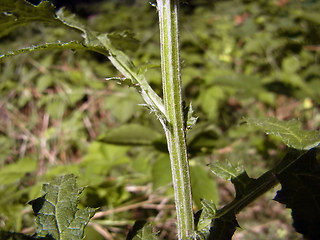 Echinops sphaerocephalus