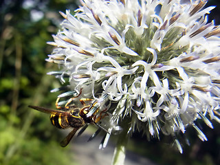 Echinops sphaerocephalus