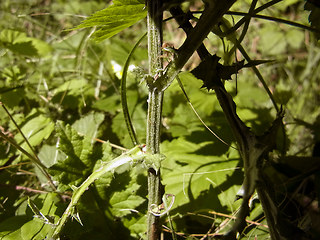 Echinops sphaerocephalus