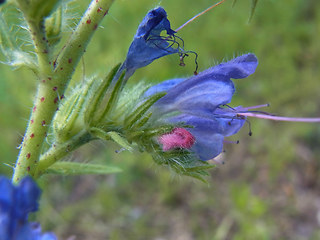 Echium vulgare