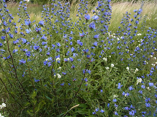 Echium vulgare