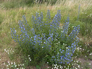 Echium vulgare