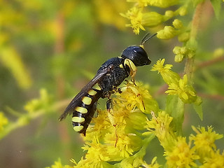 Ectemnius lituratus