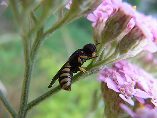 Ectemnius lituratus