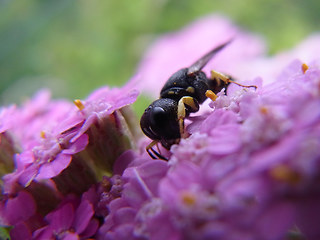 Ectemnius lituratus