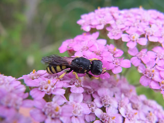 Ectemnius lituratus