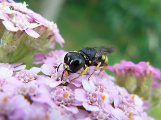 Ectemnius lituratus