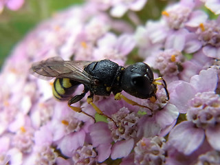 Ectemnius lituratus