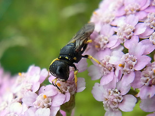 Ectemnius lituratus