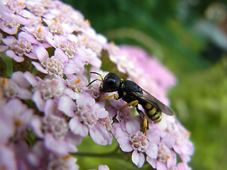 Ectemnius lituratus