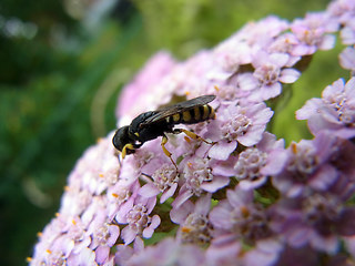 Ectemnius lituratus