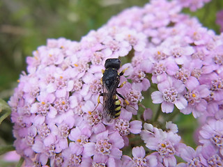 Ectemnius lituratus