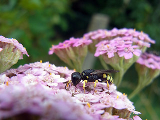 Ectemnius lituratus