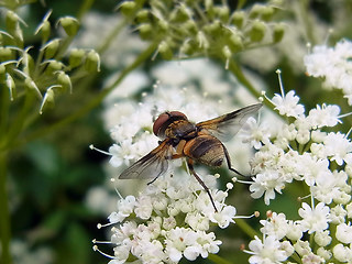 Ectophasia crassipennis