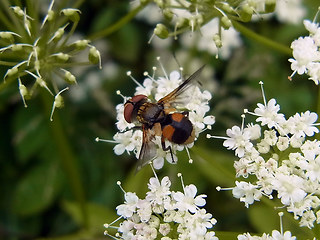 Ectophasia crassipennis