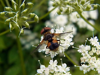 Ectophasia crassipennis