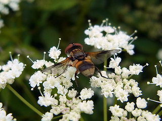 Ectophasia crassipennis