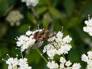 Ectophasia crassipennis