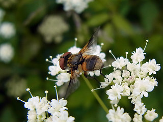 Ectophasia crassipennis