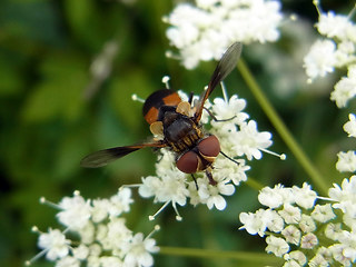 Ectophasia crassipennis