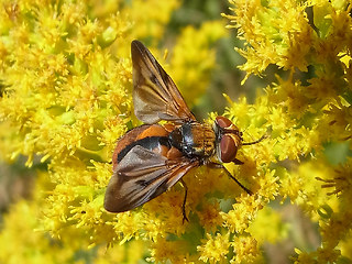 Ectophasia crassipennis