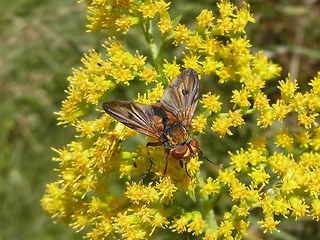 Ectophasia crassipennis