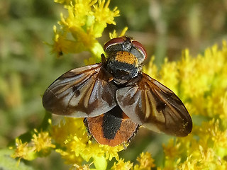 Ectophasia crassipennis