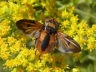 Ectophasia crassipennis