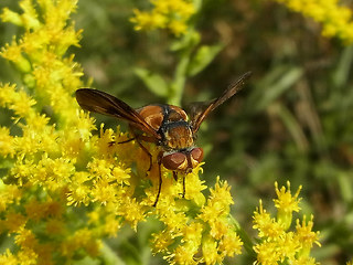 Ectophasia crassipennis