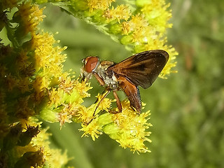 Ectophasia crassipennis