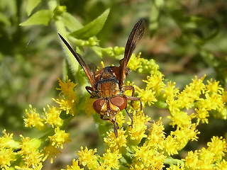 Ectophasia crassipennis
