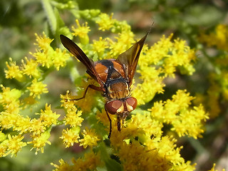 Ectophasia crassipennis