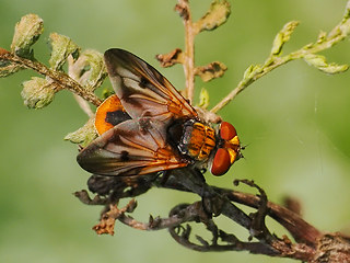 Ectophasia crassipennis